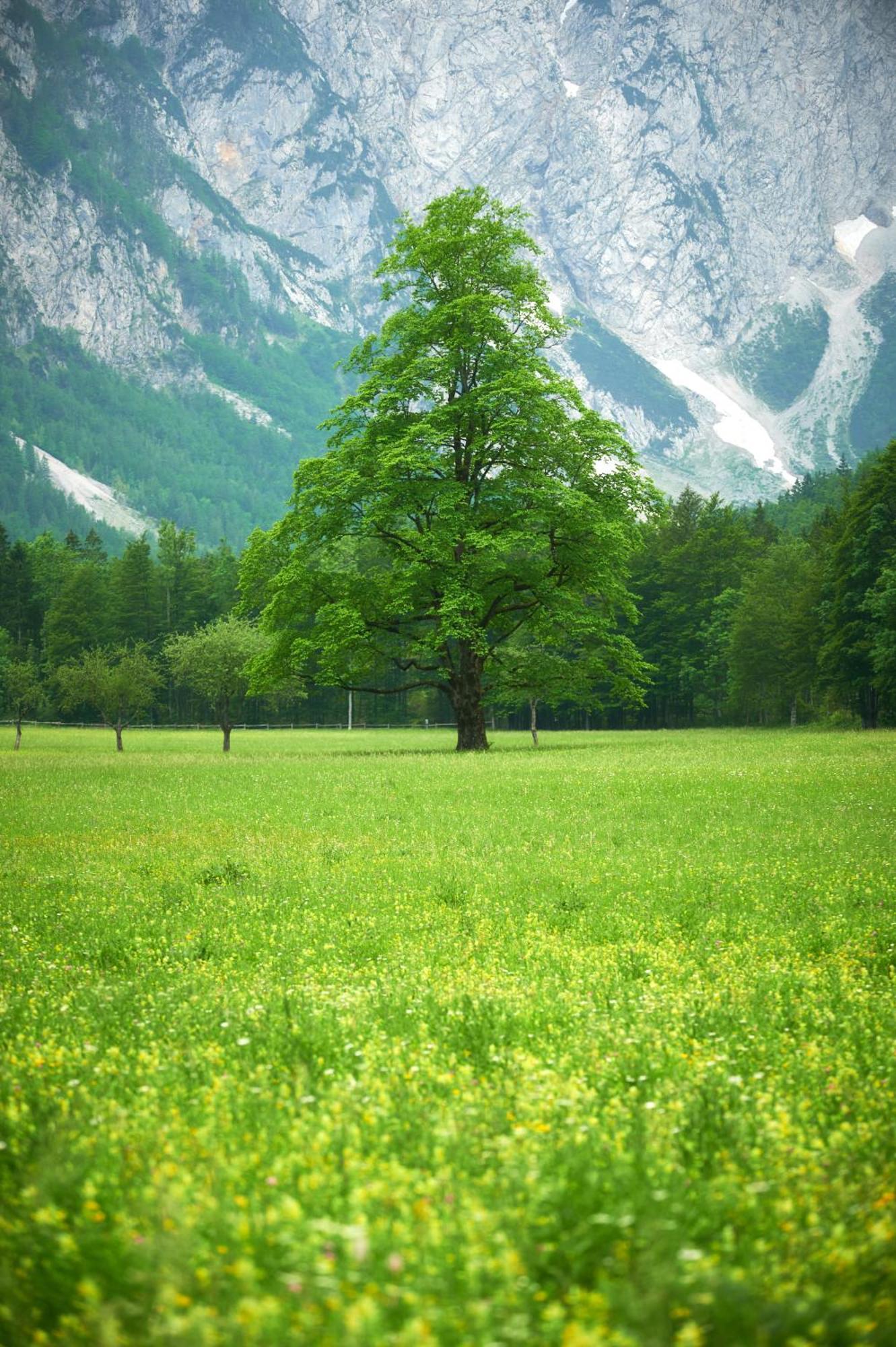 Hotel Plesnik Logarska Dolina Solčava Εξωτερικό φωτογραφία